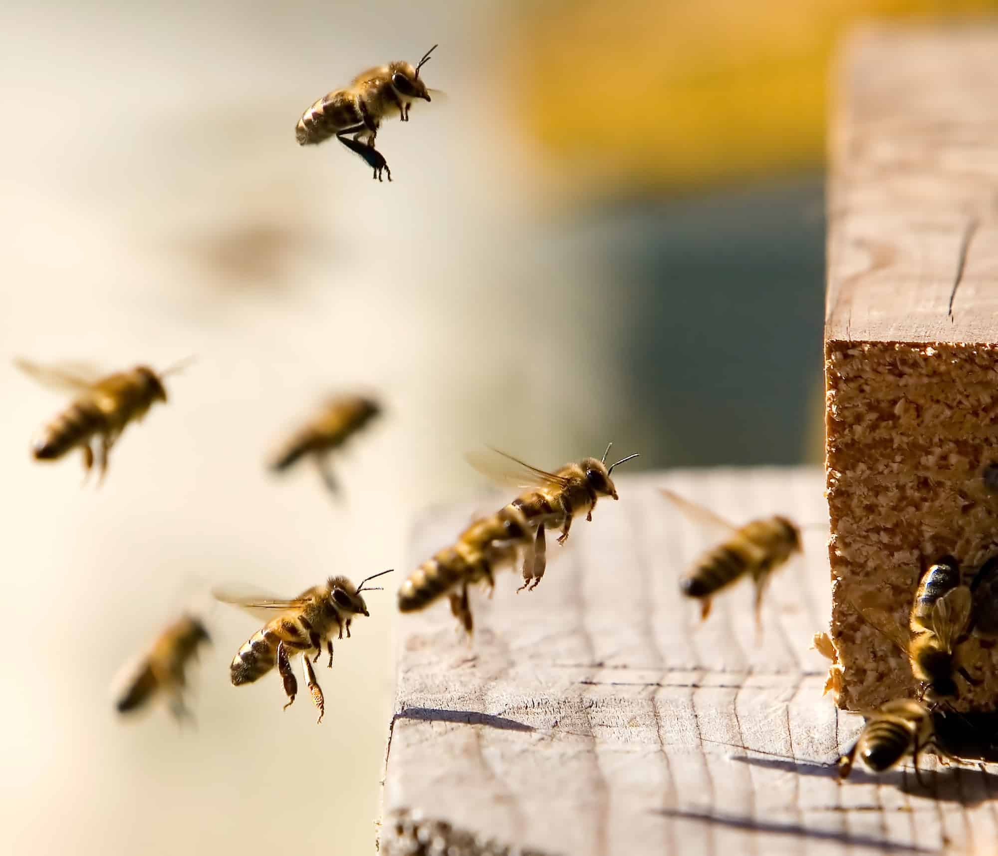 Bees flying into hive