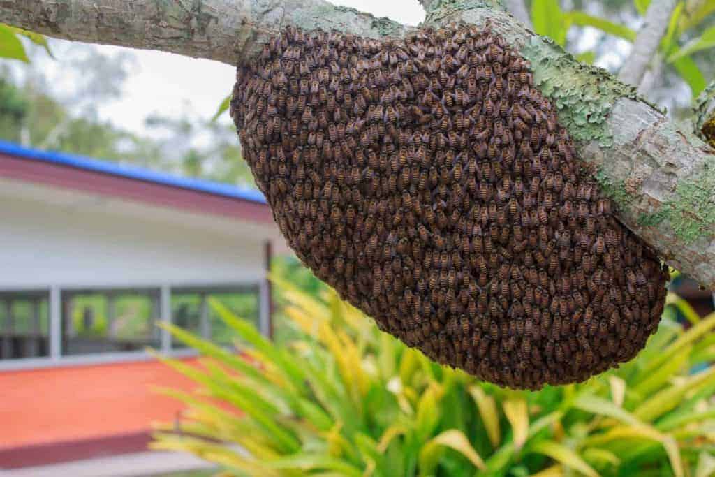 Bee swarm on a tree branch