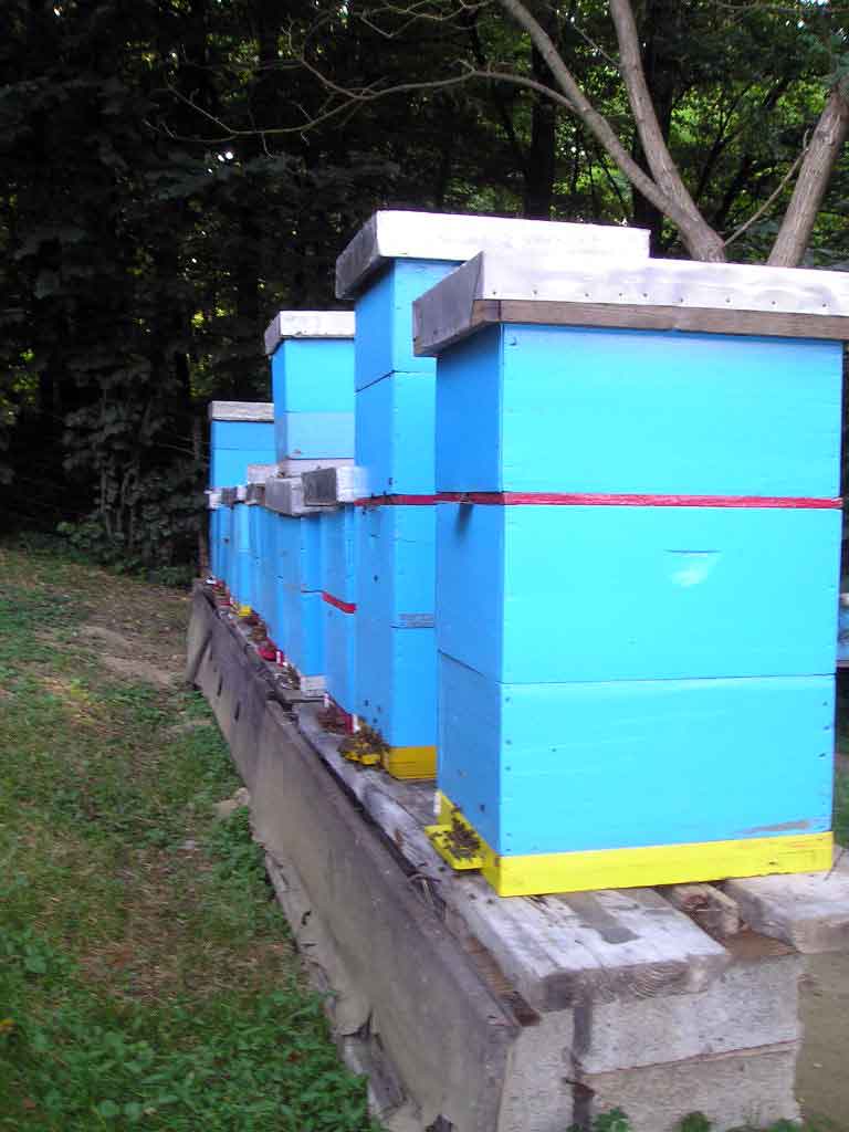 Assembled Langstroth Hives
