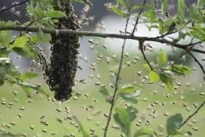 Bees swarming