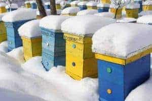 Beehives in winter