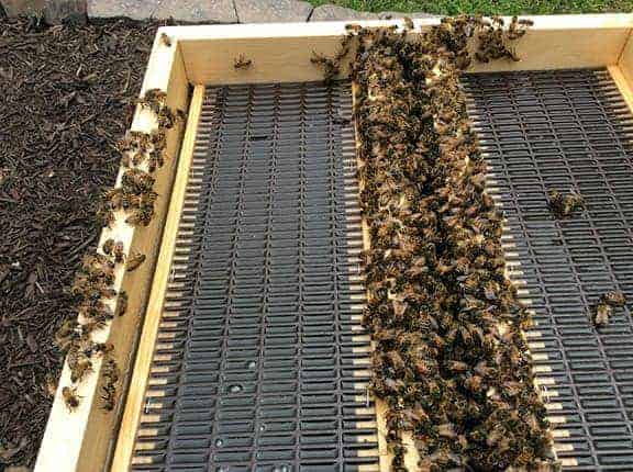 Hive Top Feeder