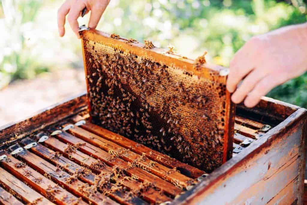 Beekeeper inspecting frame