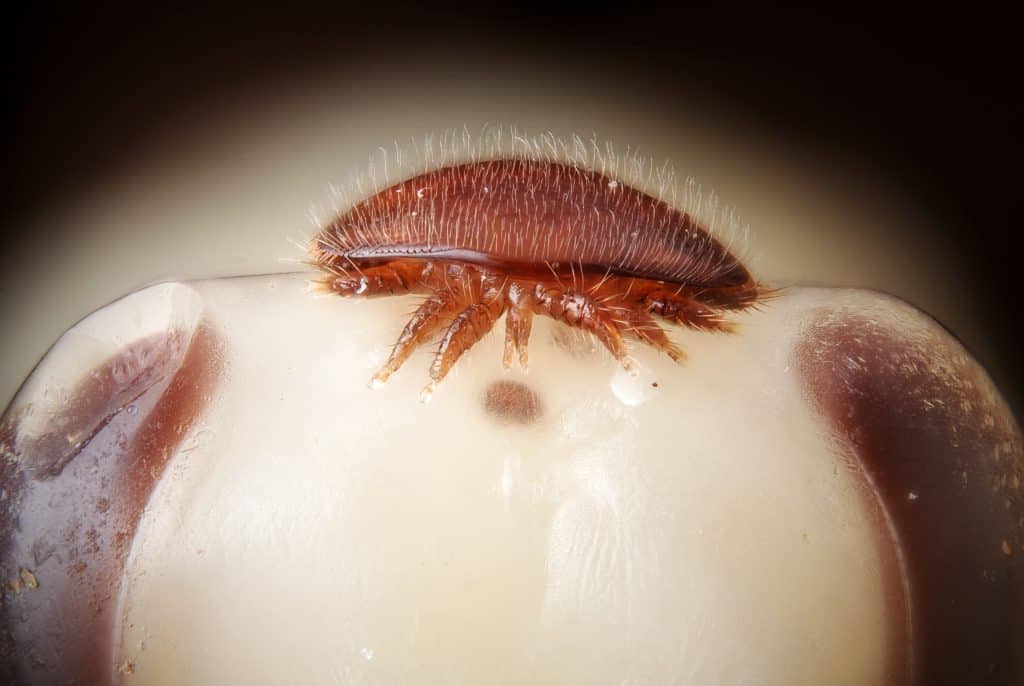 Varroa destructor