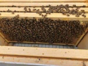 Hive Acquitaine - Solid Population and Growing