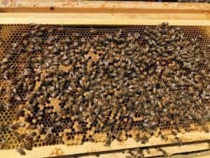 Hive Florence's Poor Brood Pattern