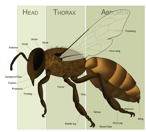 HoneyBeeAnatomy