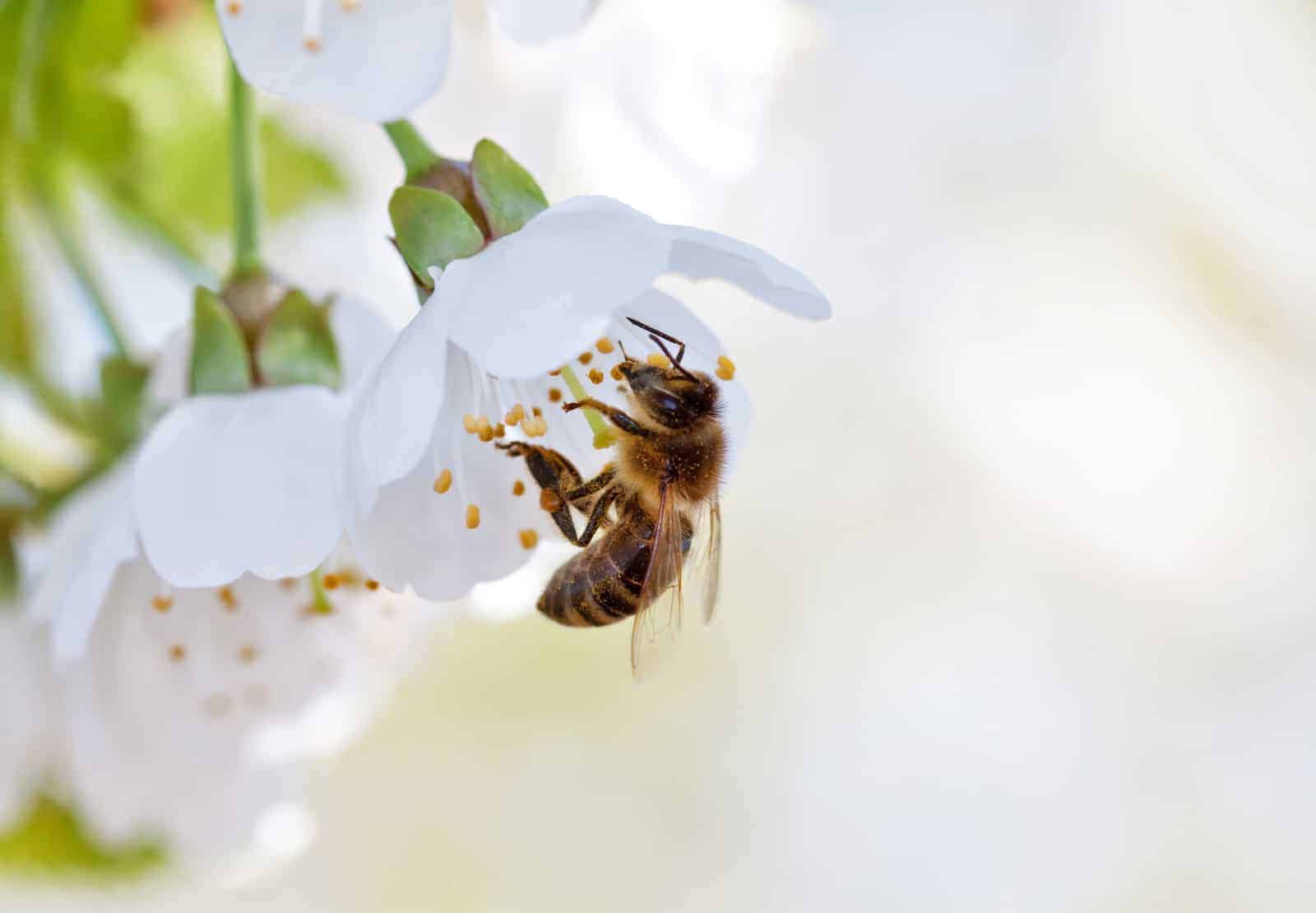 Bee on white flowers