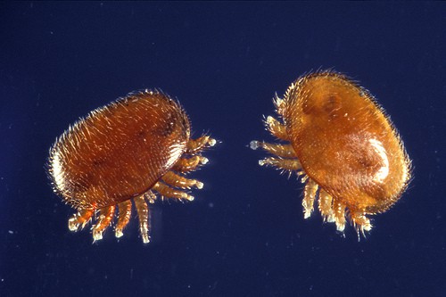 Varroa