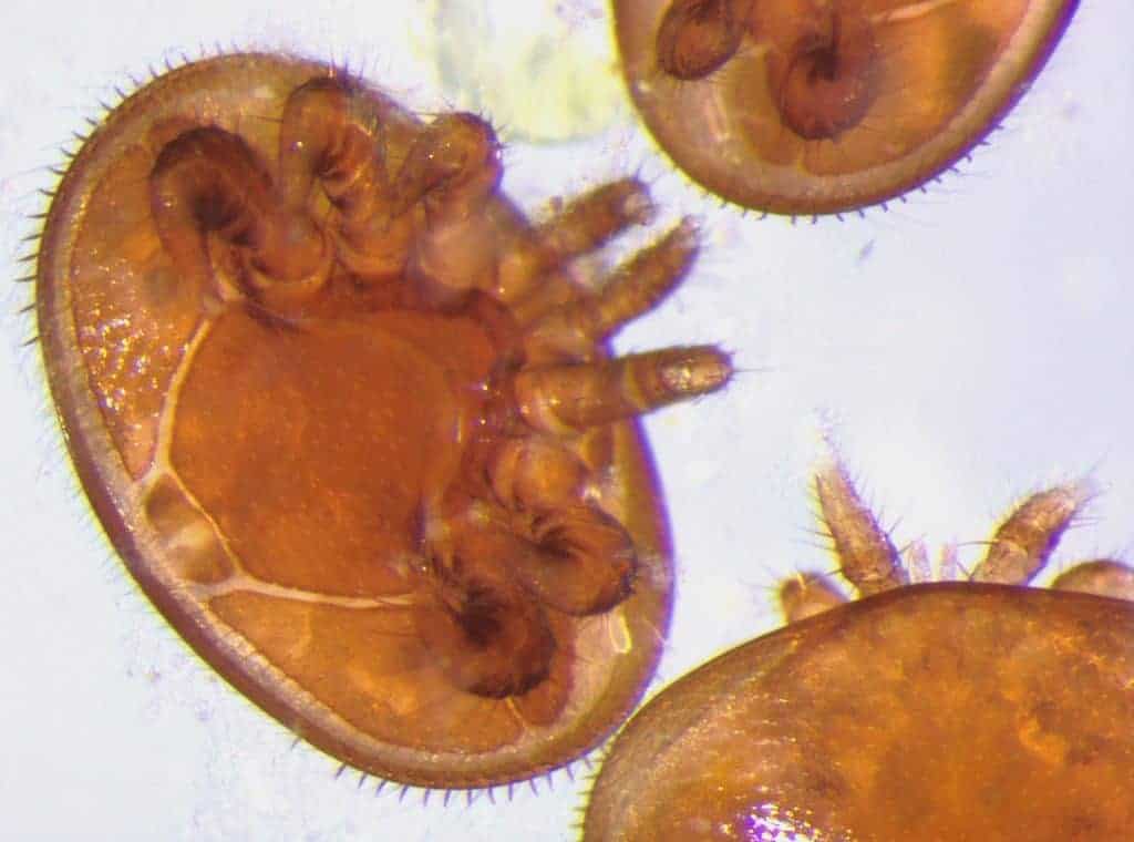 Varroa Magnified F