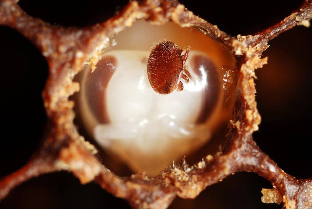 Varroa On Larva F