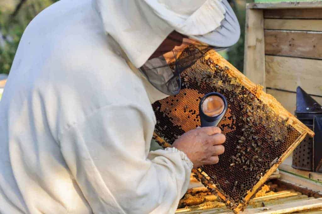 Beekeeping