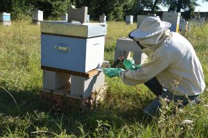 Is it essential to treat for Varroa mites?